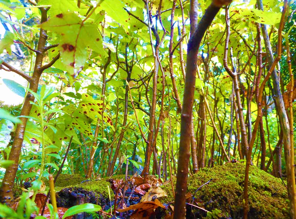 Miniature Bonsai Forest Austin Texas Landscaping Art